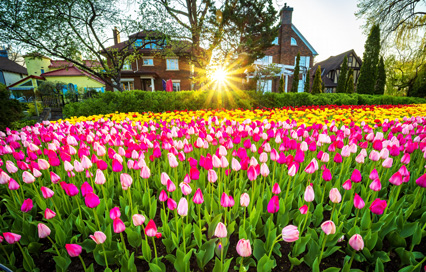 Canadian Tulip Festival in Ottawa: Best Time to Visit & Things to Do Canadian Tulip Festival in Ottawa: Best Time to Visit & Things to Do
