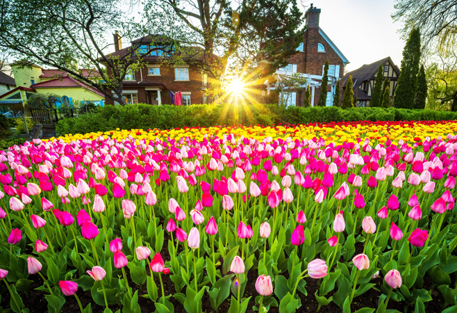 This popular annual event features massive tulip displays, family fun, and more.