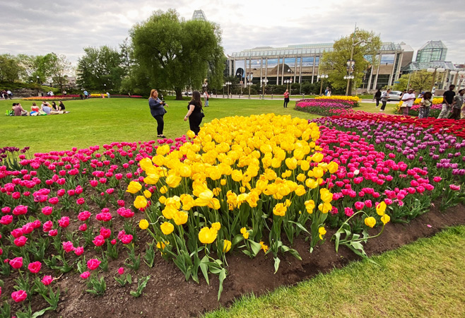 Over 11 days each May, the Canadian Tulip Festival celebrates the seasonal flower’s beauty and its historic ties to Canada’s capital