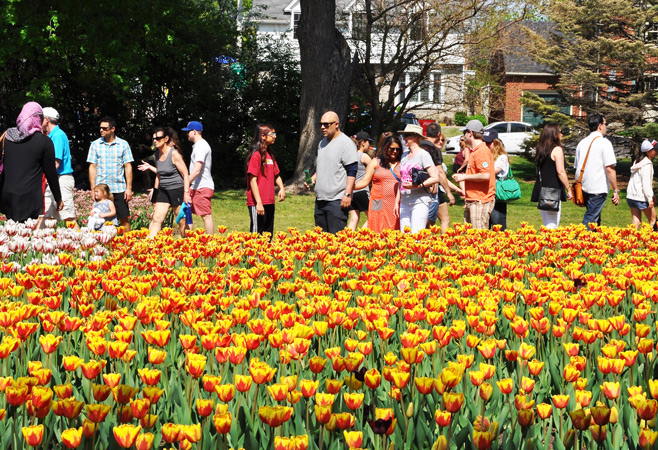 The Canadian Tulip Festival is more than just beautiful blooms; it's a living symbol of international friendship, remembrance, and the vibrant spirit of Ottawa