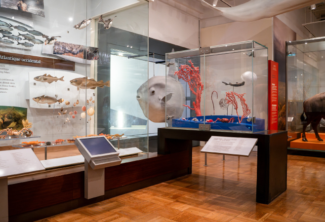 Located in downtown Sherbrooke, this museum is known for its interactive exhibits on science, nature, and regional ecosystems.