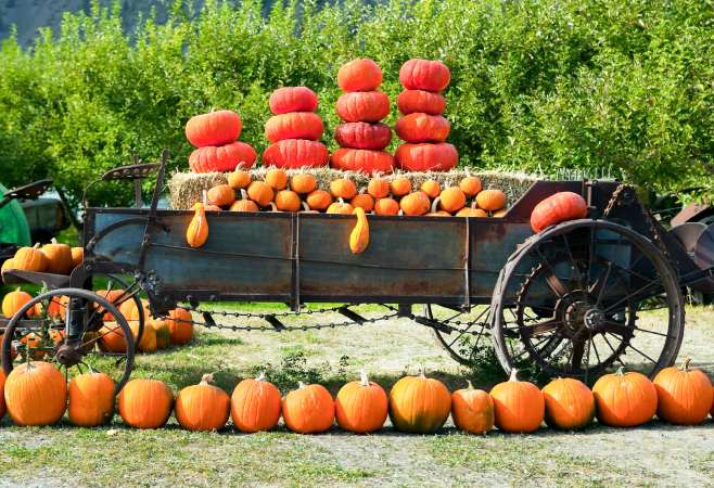 This is a nice family run farm with a cidery, places to walk around and see animals, apple barn, and activities for kids