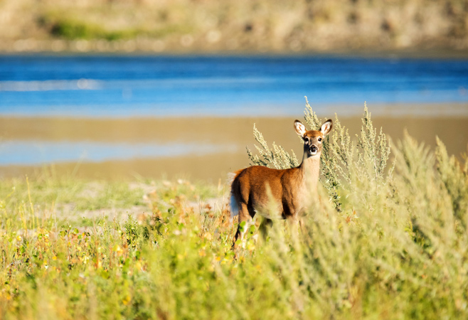 Indian Battle Park, located in the Oldman River Valley, has something for all ages, abilities, and days of the year Indian Battle Park, located in the Oldman River Valley, has something for all ages, abilities, and days of the year