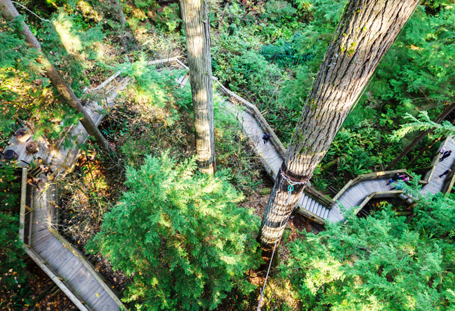 Treetops Adventure features a treehouse, canopy platforms, seven suspension bridges, and reaches over 33 meters (110 feet) above the forest floor. Treetops Adventure features a treehouse, canopy platforms, seven suspension bridges, and reaches over 33 meters (110 feet) above the forest floor.