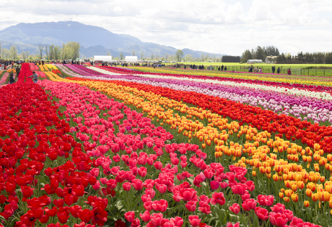 The warmest period of the year in Abbotsford is from mid-July to late August, making it ideal for outdoor activities The warmest period of the year in Abbotsford is from mid-July to late August, making it ideal for outdoor activities