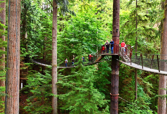 Experience the thrill of walking high above a rainforest canyon on the iconic suspension bridge and explore treetop walkways and cliffside paths. Experience the thrill of walking high above a rainforest canyon on the iconic suspension bridge and explore treetop walkways and cliffside paths.