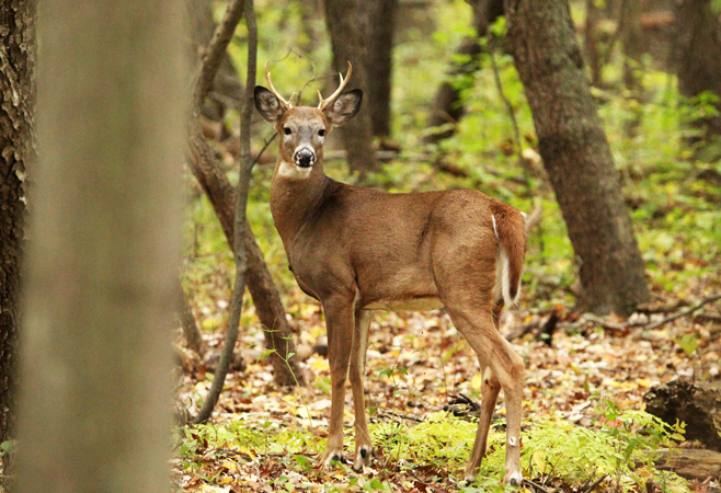 Ojibway Nature Centre is an educational center open Wed-Sat, 12-5 pm, with trails for walking, birding, and cycling, located within the Ojibway Prairie Complex.