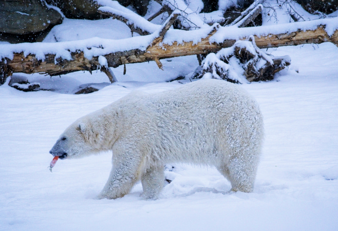 The Calgary Zoo is home to more than 1,000 animals, representing over 120 species from multiple continents The Calgary Zoo is home to more than 1,000 animals, representing over 120 species from multiple continents