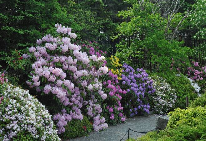 Memorial University Botanical Garden offers both cultivated gardens and meandering nature trails nestled in our boreal forest.