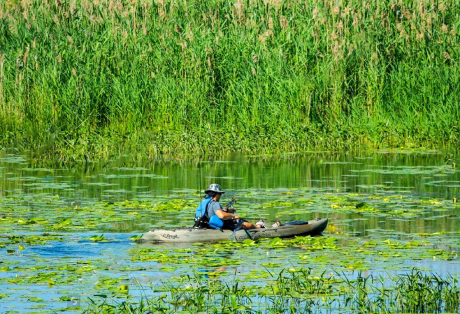 Pinery is home to at least 4000 species of plants and animals, a globally rare Oak Savanna ecosystem and freshwater coastal dunes Pinery is home to at least 4000 species of plants and animals, a globally rare Oak Savanna ecosystem and freshwater coastal dunes