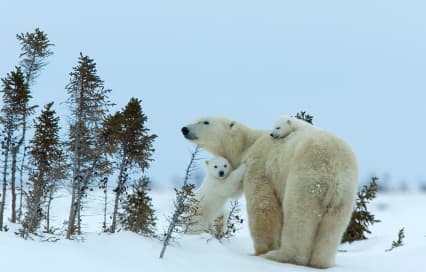 Top Fascinating Facts About Canada: 24 Amazing Facts About Its History, Nature & Culture Top Fascinating Facts About Canada: 24 Amazing Facts About Its History, Nature & Culture