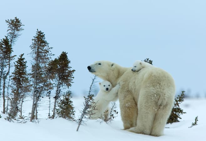 Polar bears in Canada