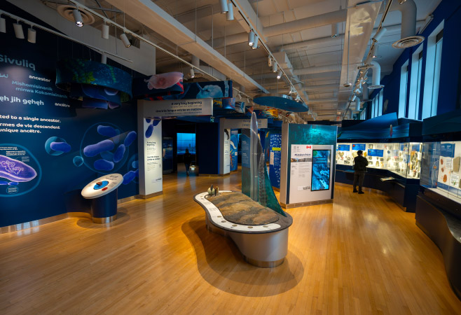 The Royal Ontario Museum is the most visited museum in Toronto due to its increasingly extensive and modern collections of art, culture, science, and nature