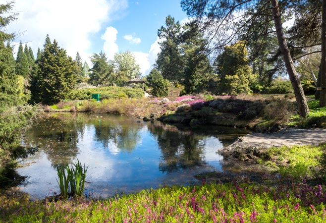 VanDusen Botanical Garden offers stunning photo spots, peaceful reflection, and year-round nature education